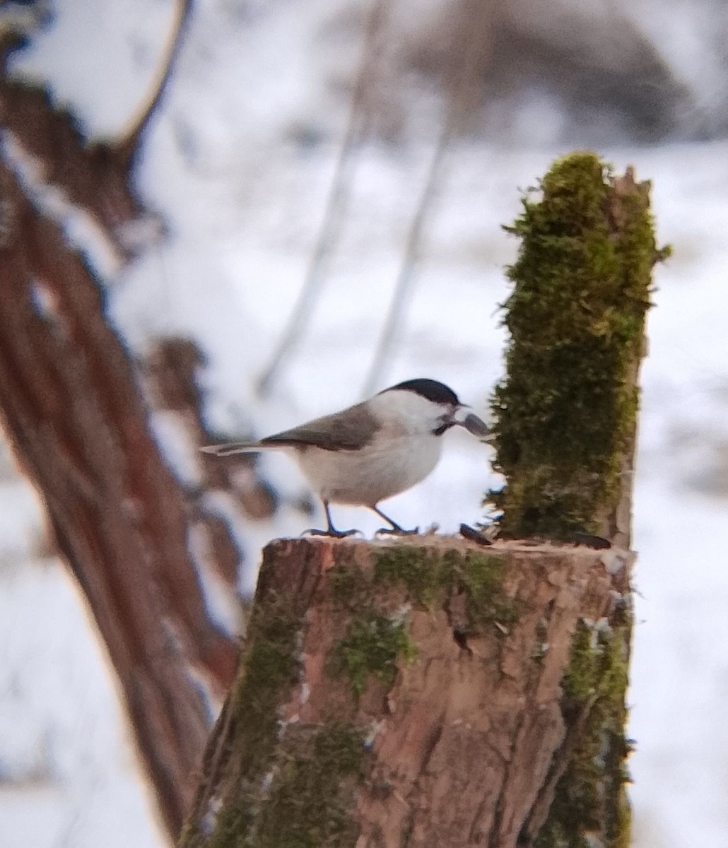 Mendi-kaskabeltza - ML646902525