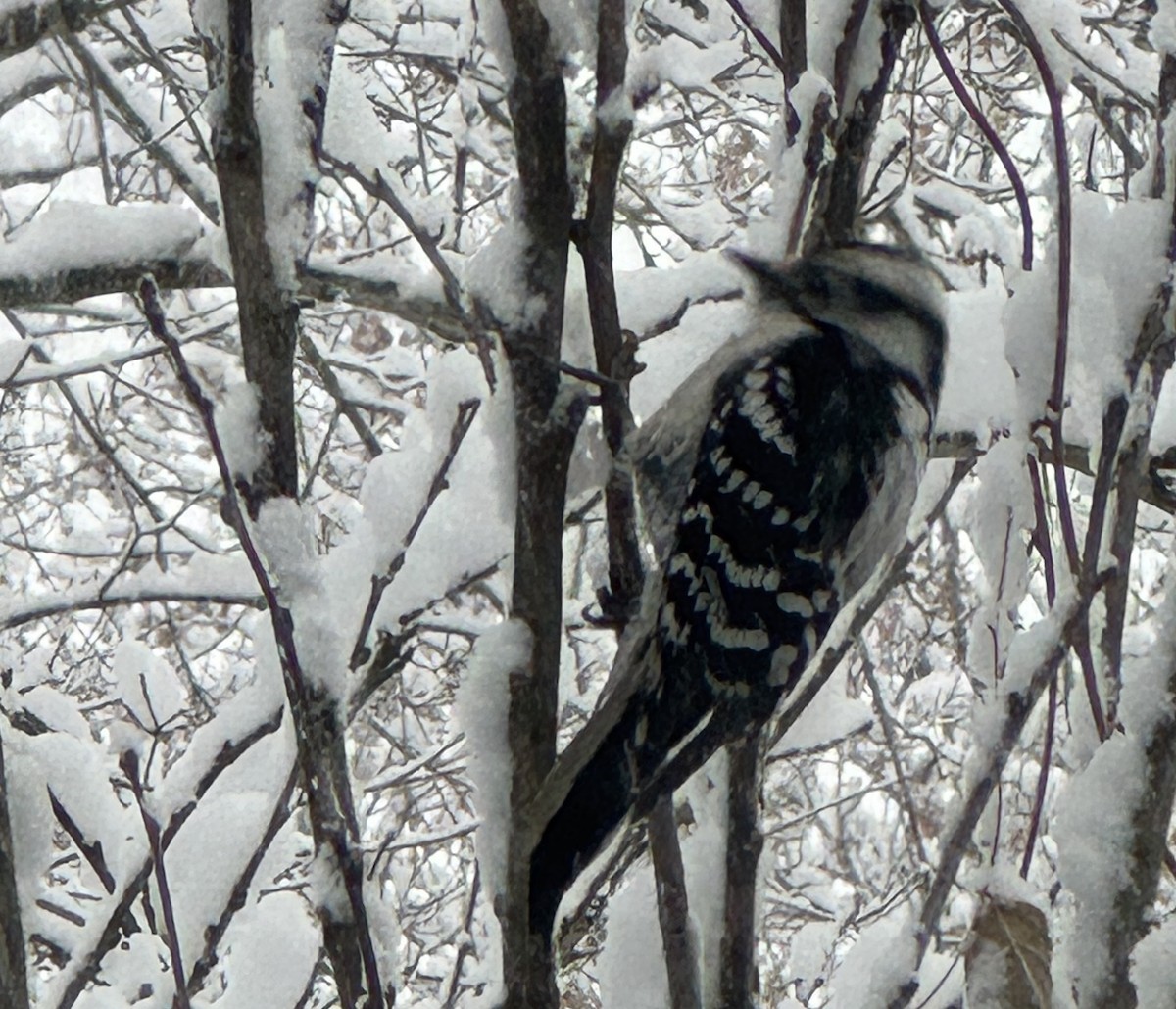 Дятел пухнастий - ML646902528