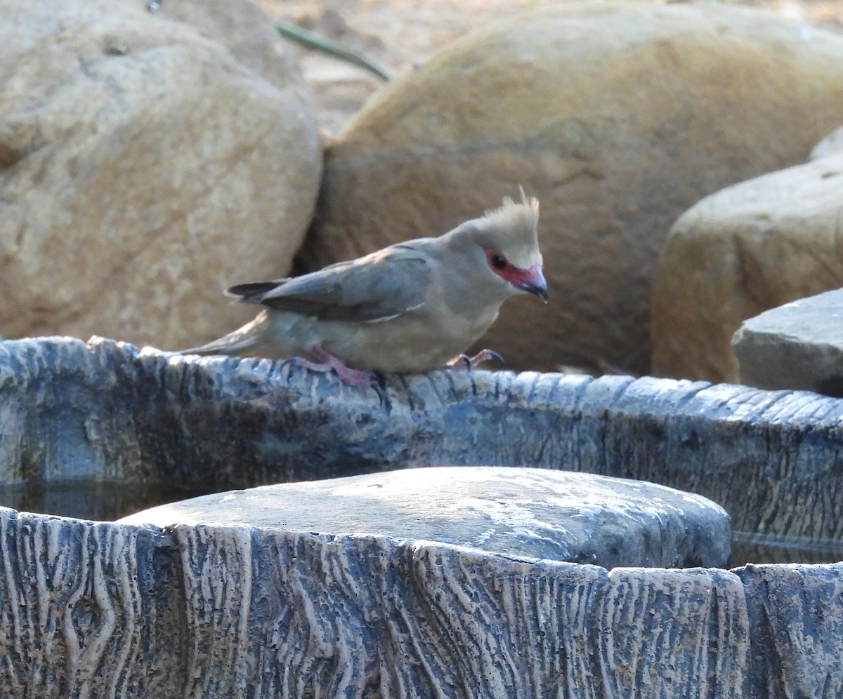 Red-faced Mousebird - ML646902533