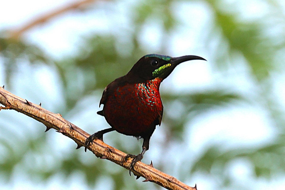 Scarlet-chested Sunbird - ML646902534