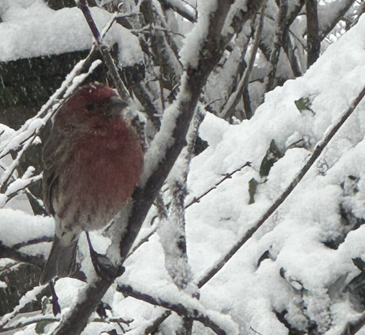 Чечевиця садова - ML646902535