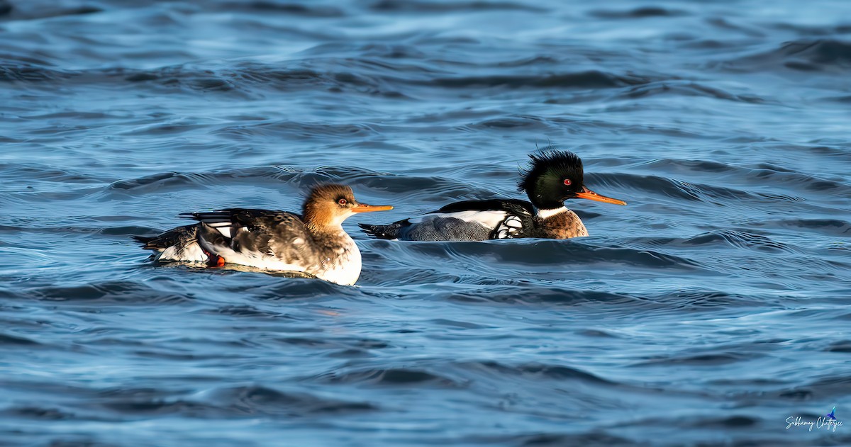 Tarakdiş - ML646902539