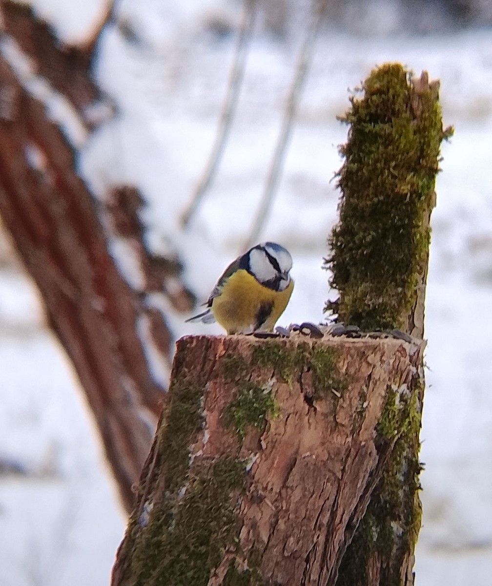 Amilotx urdin europarra - ML646902541