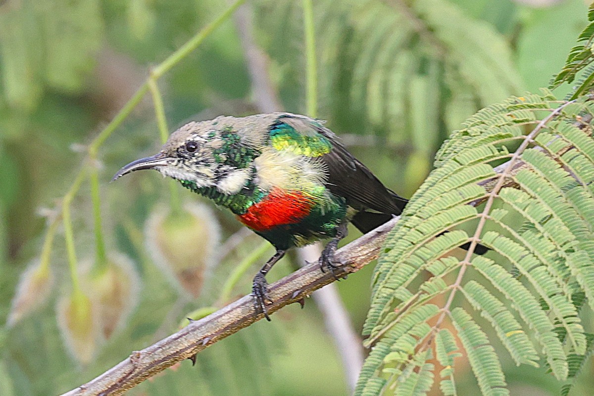 Souimanga à longue queue - ML646902542