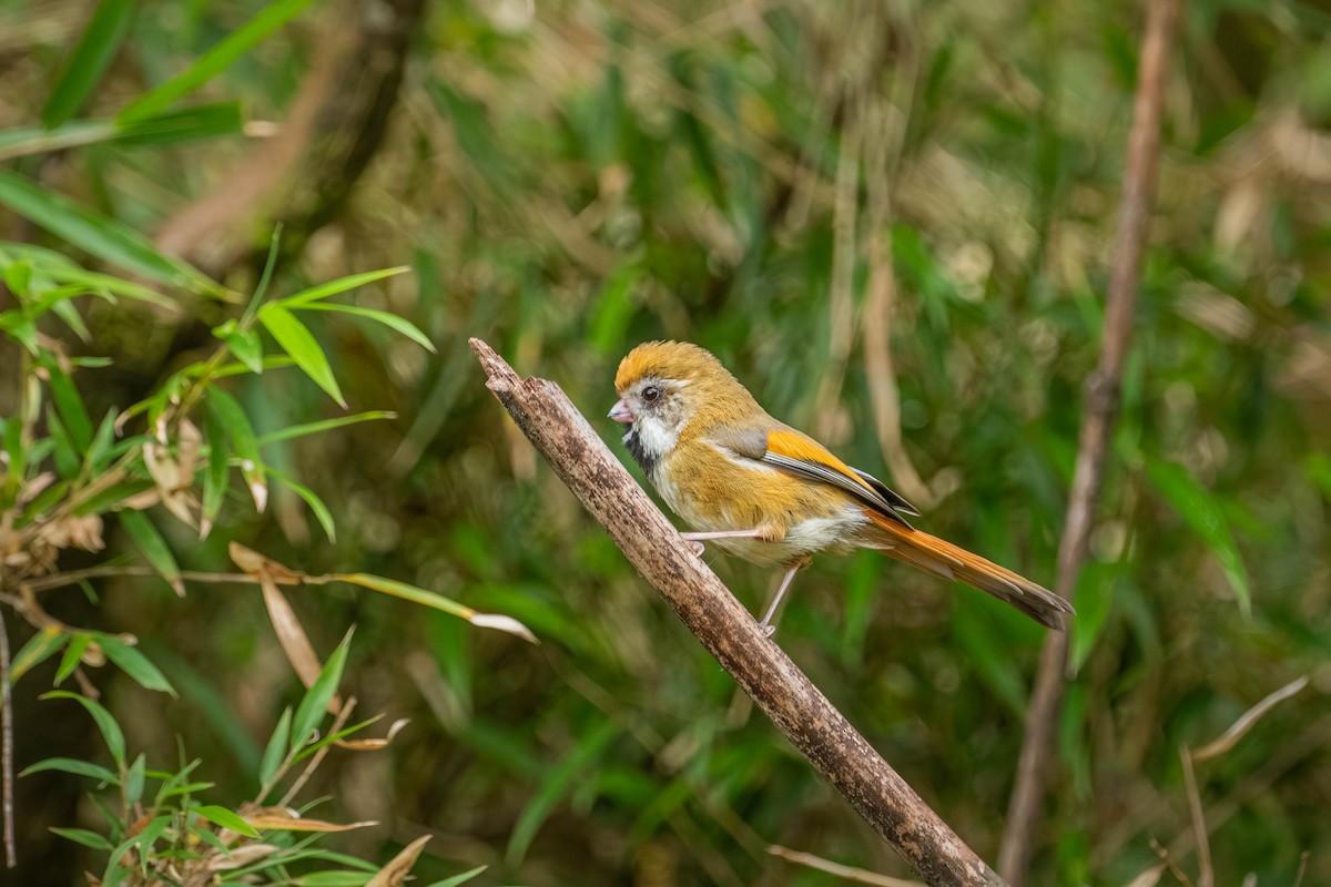 Golden Parrotbill - ML646902545