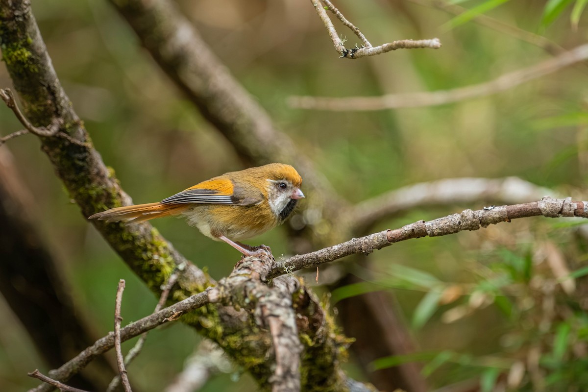 Golden Parrotbill - ML646902546