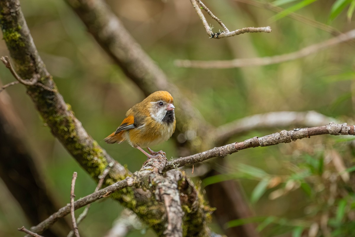 Golden Parrotbill - ML646902547