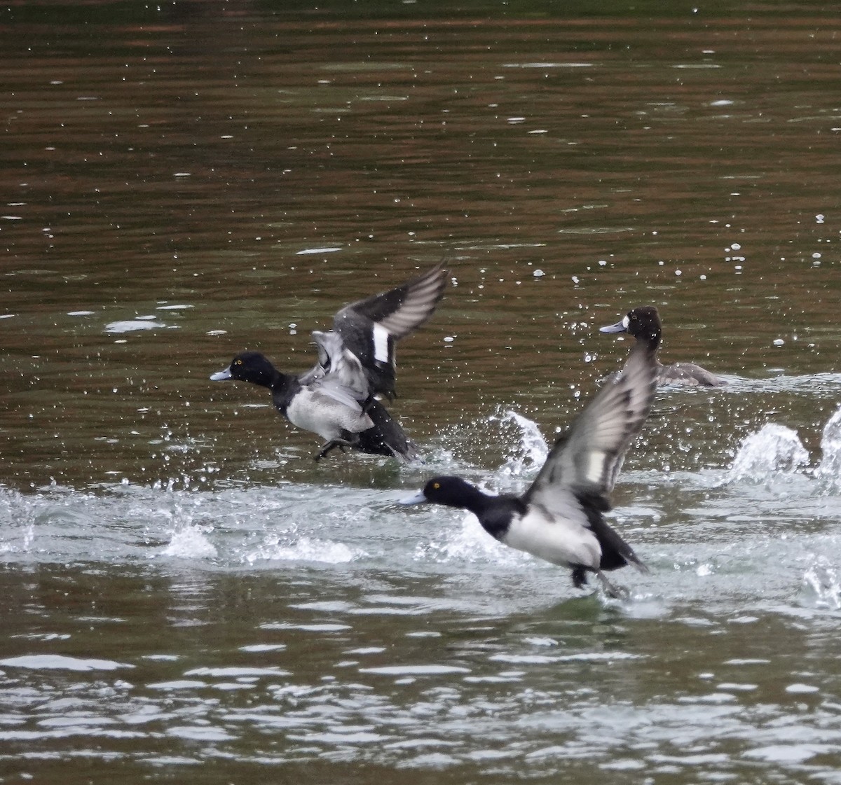 Чернь американська - ML646902559