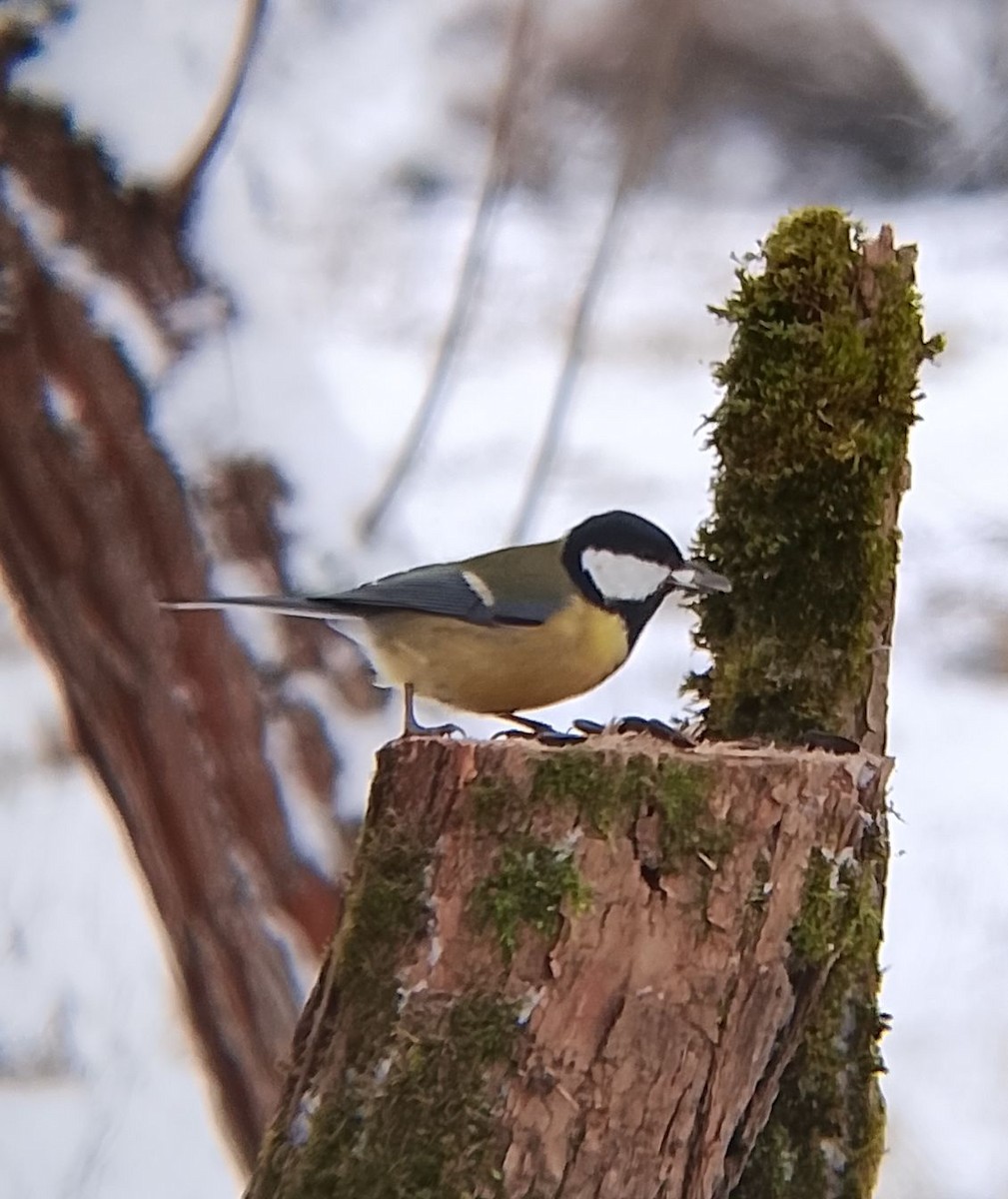 Kaskabeltz handia - ML646902565