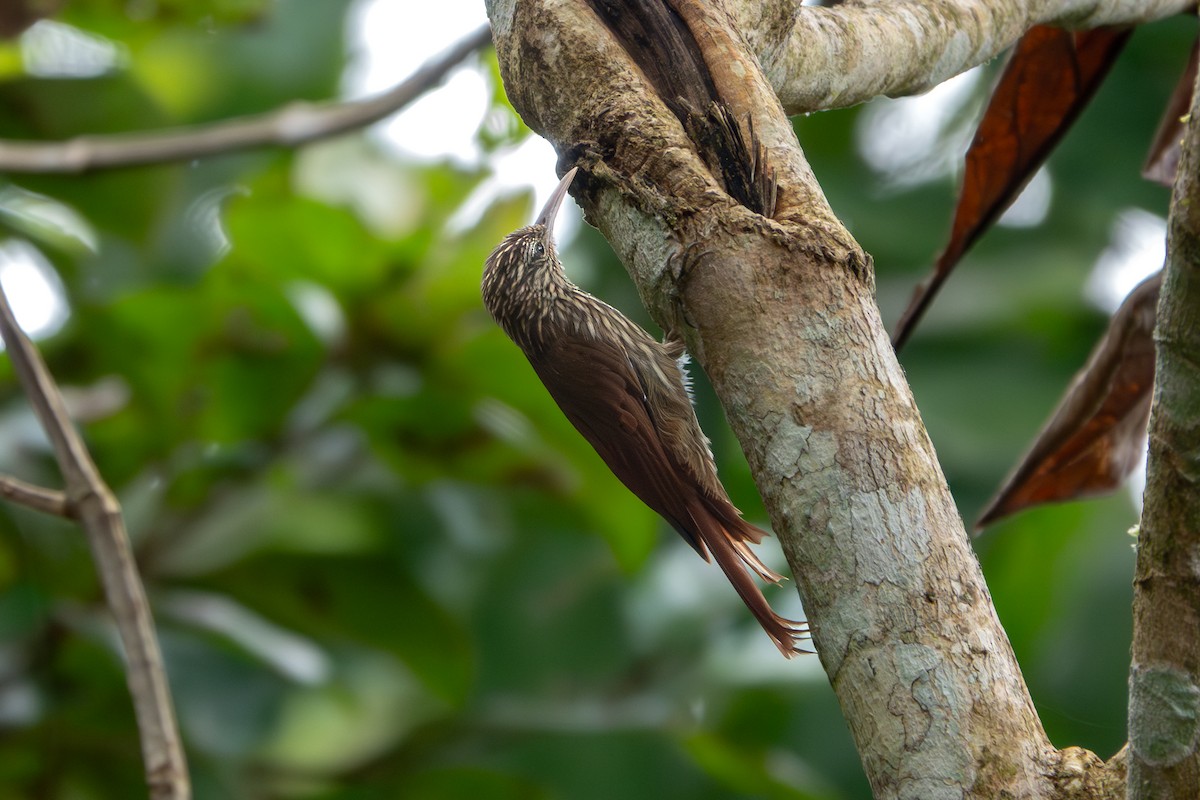 Streak-headed Woodcreeper - ML646902569