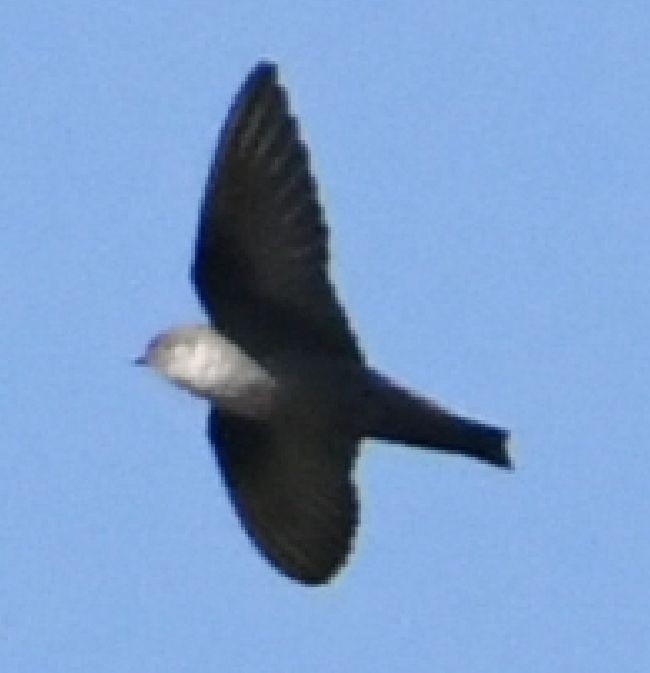 Скальная ласточка - ML646902575