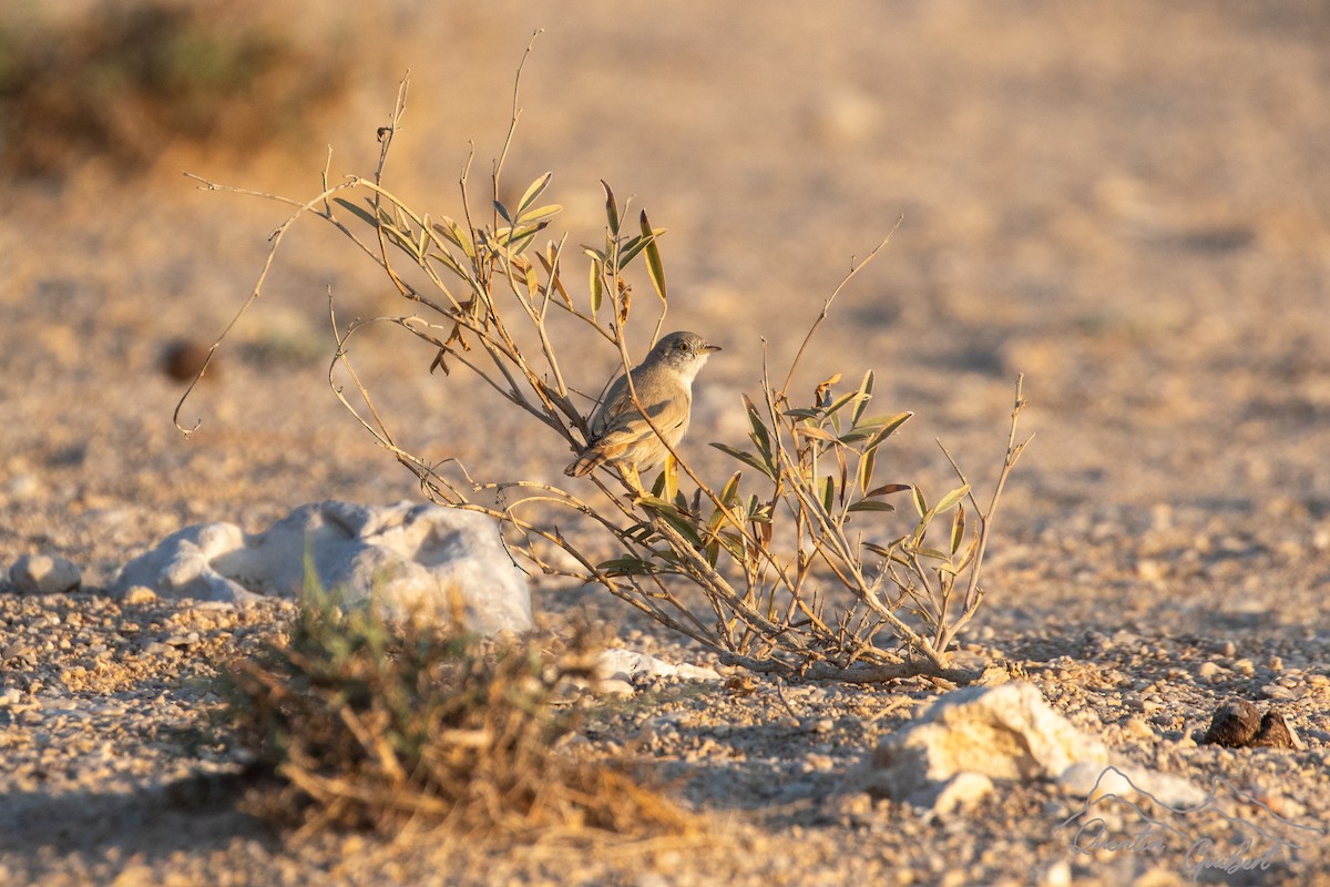 Цөлийн зэржгэнэ - ML646902576