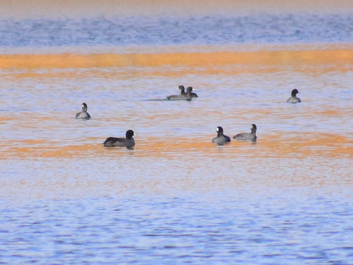 American Coot (Red-shielded) - ML646902578