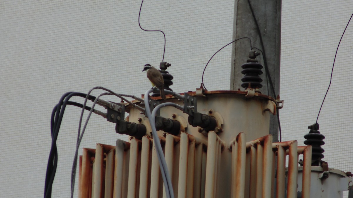 Great Kiskadee - ML646902580