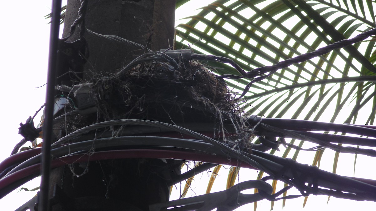 Great Kiskadee - ML646902581