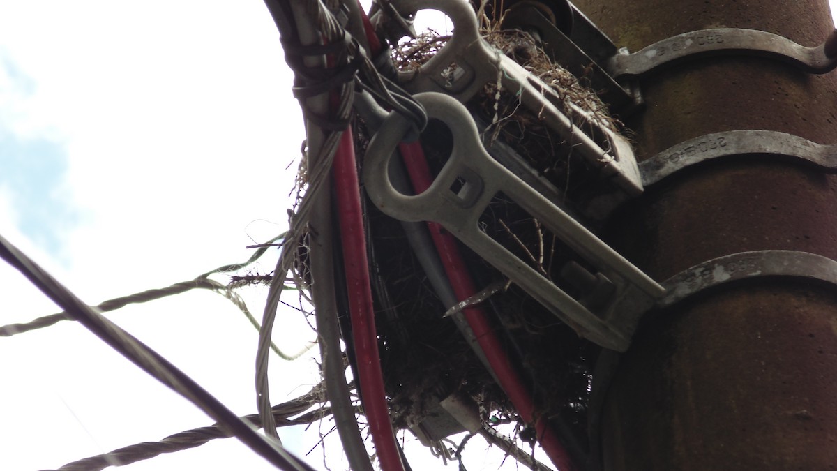 Great Kiskadee - ML646902583