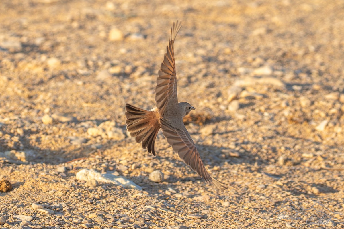 Desert Lark - ML646902585
