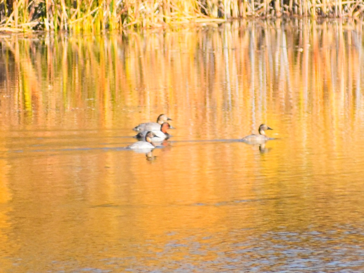 Canvasback - ML646902586