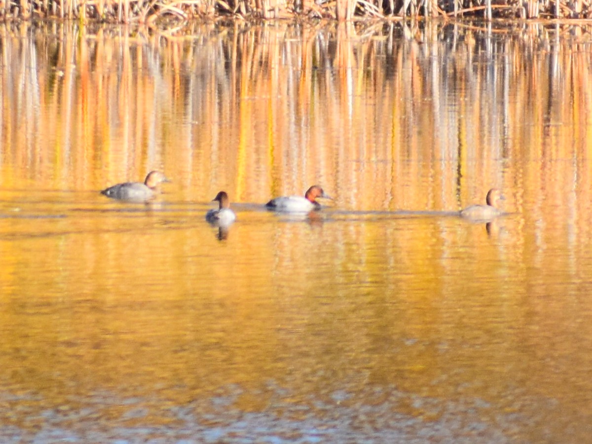 Canvasback - ML646902593