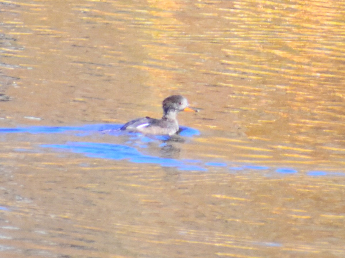Hooded Merganser - ML646902598