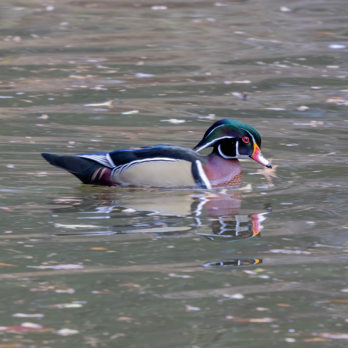 Pato Joyuyo - ML646902601