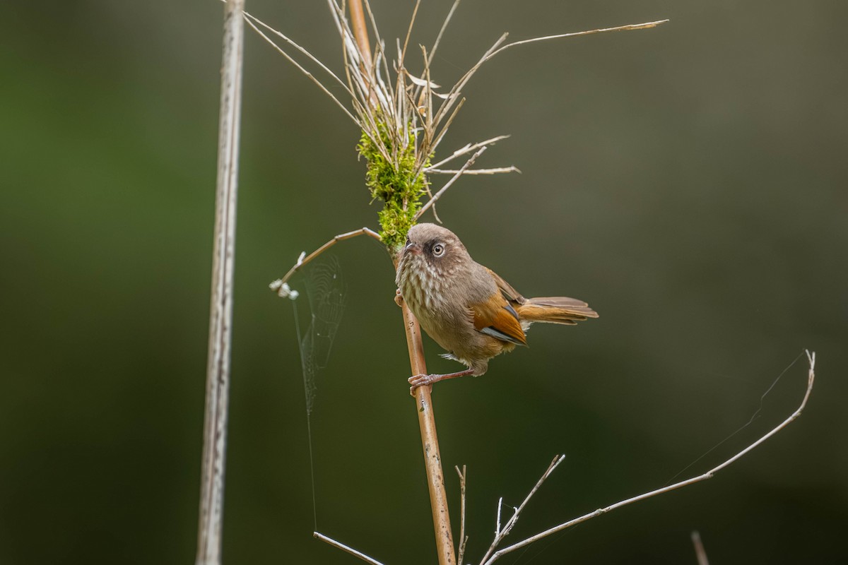 Taiwan Fulvetta - ML646902607