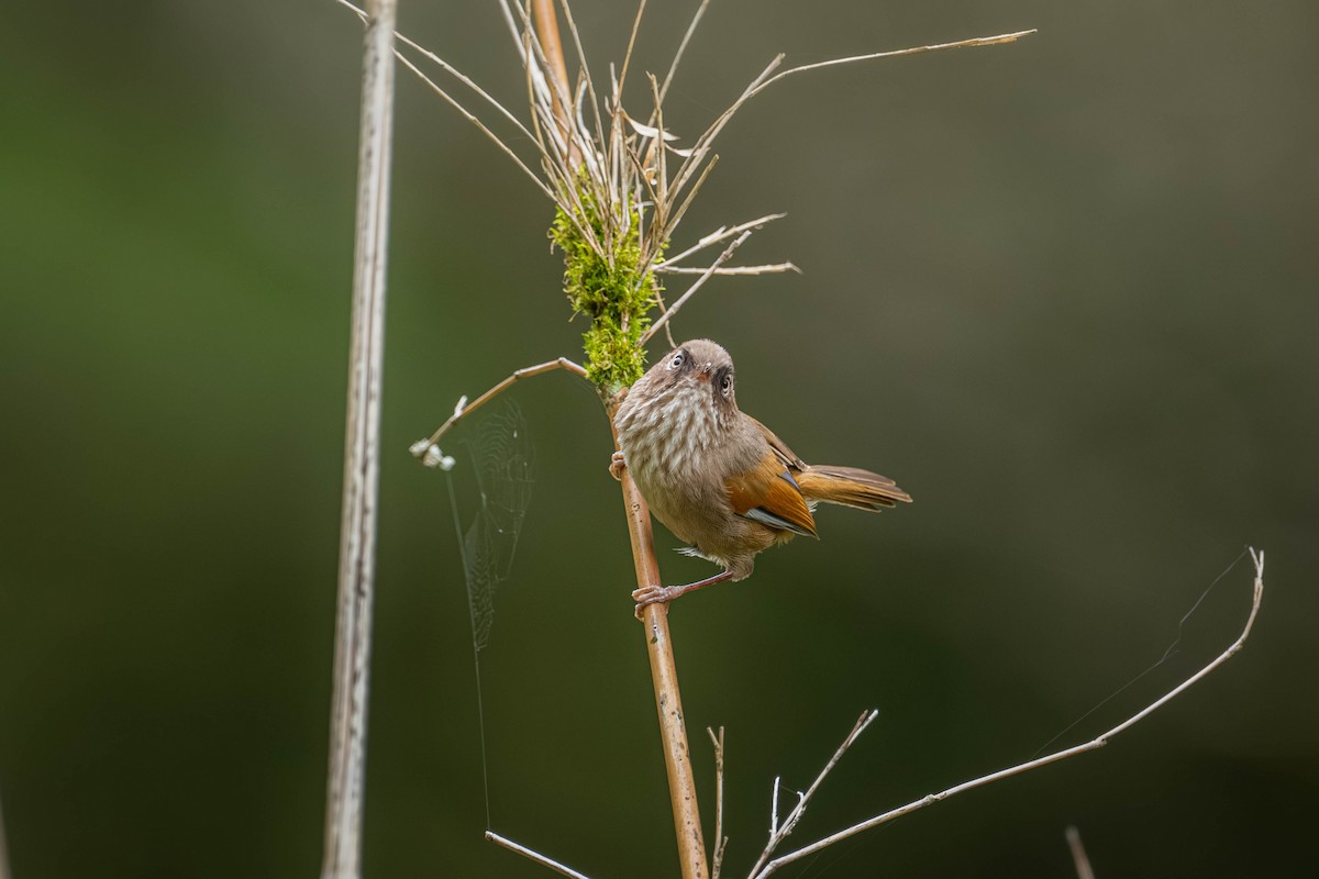 Taiwan Fulvetta - ML646902608