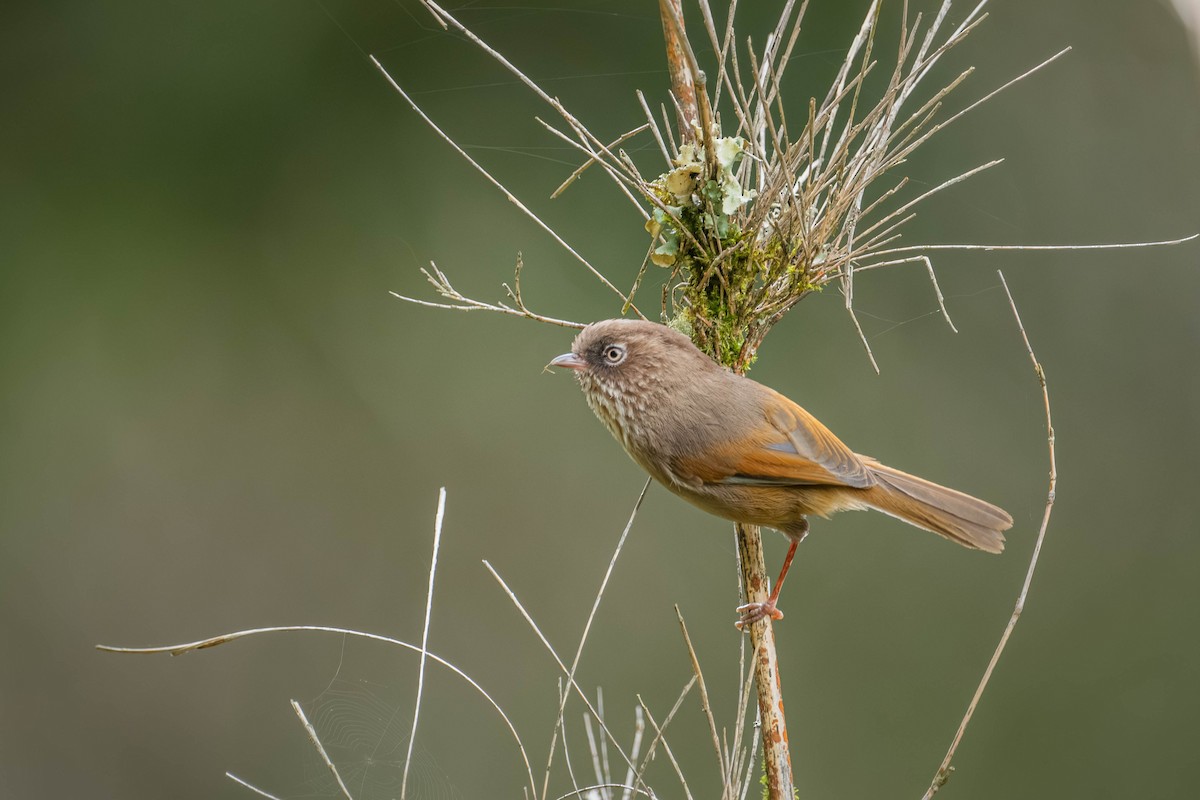 Taiwan Fulvetta - ML646902609