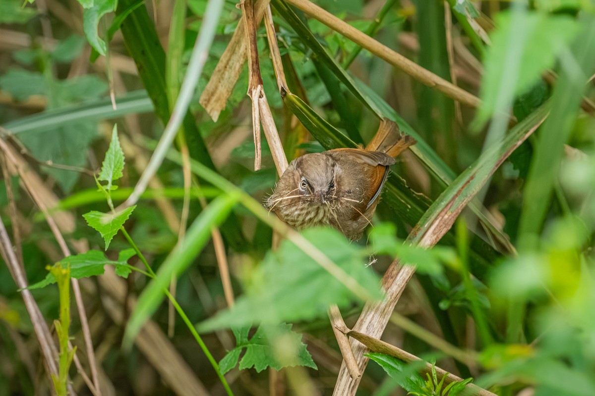 Taiwan Fulvetta - ML646902610