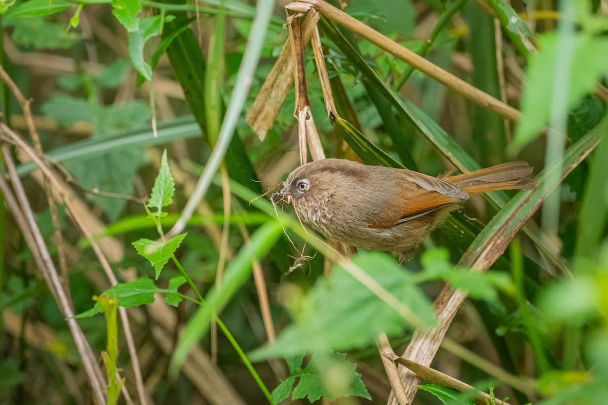 Taiwan Fulvetta - ML646902611