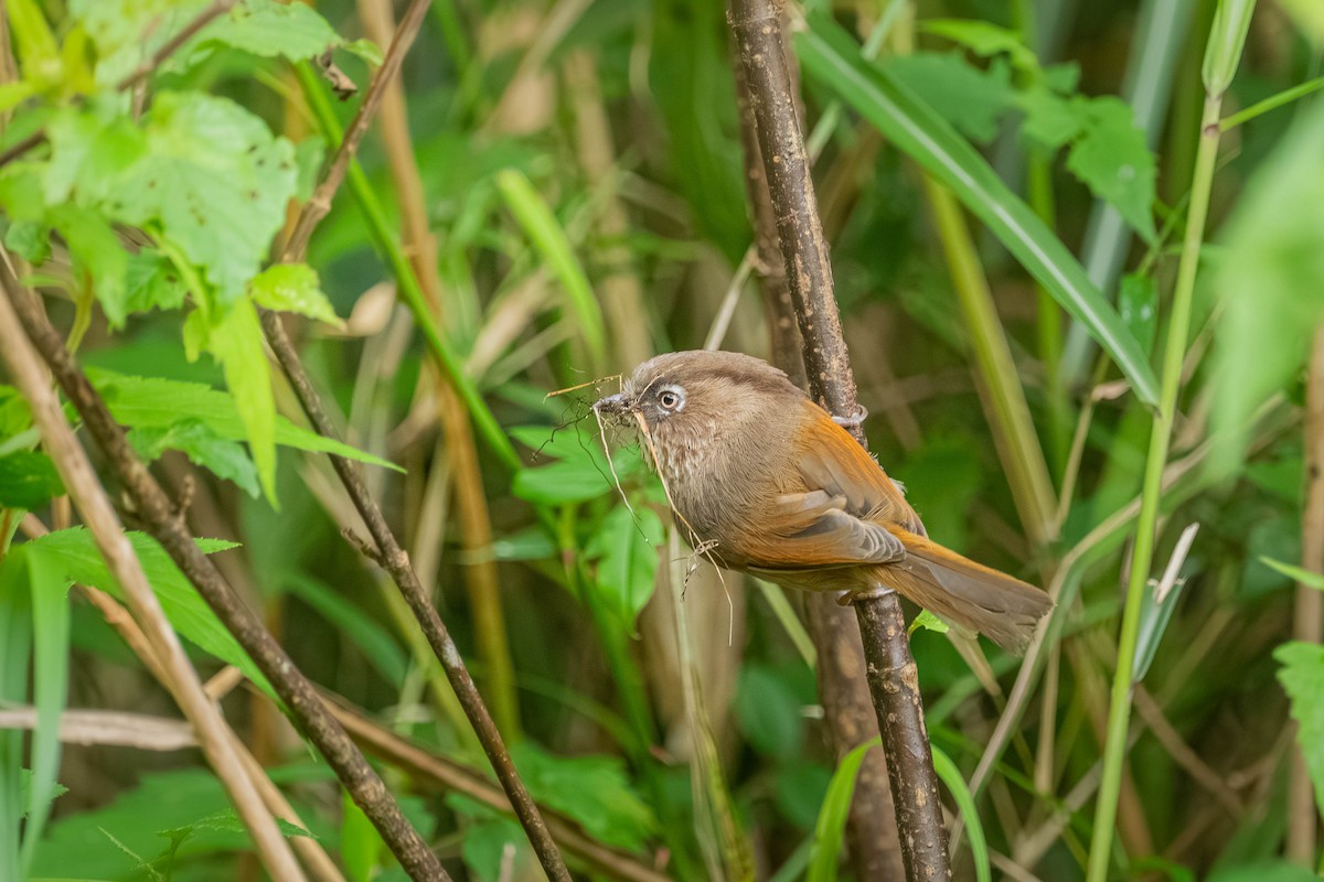 Taiwan Fulvetta - ML646902612