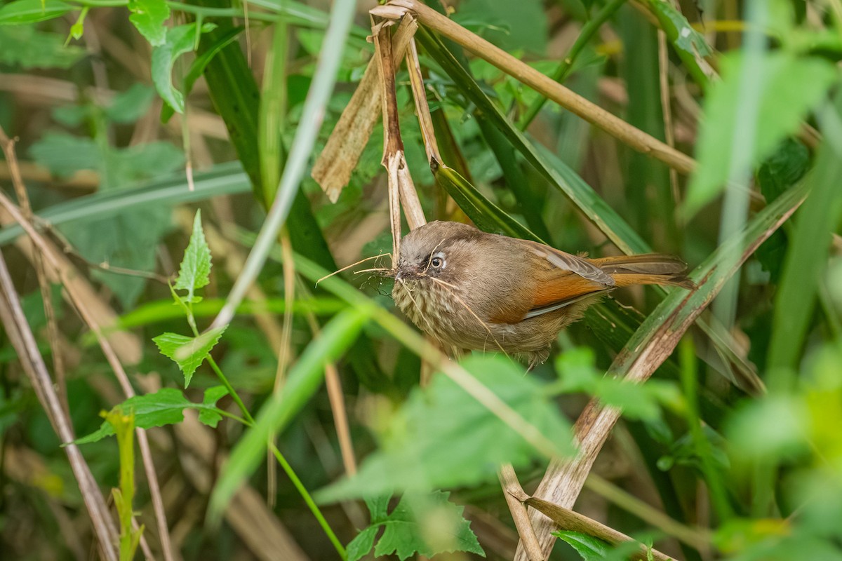 Taiwan Fulvetta - ML646902613