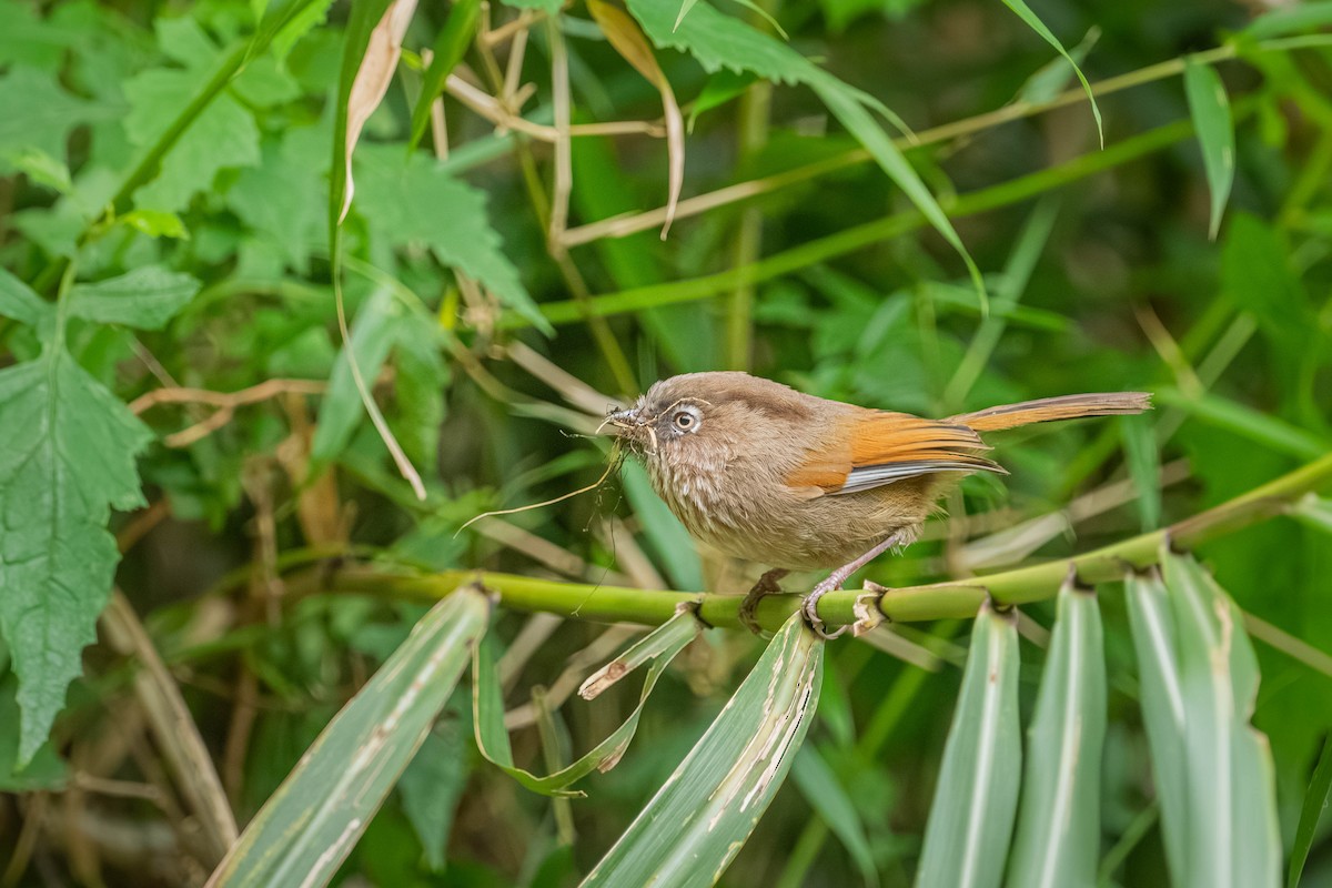 Taiwan Fulvetta - ML646902614