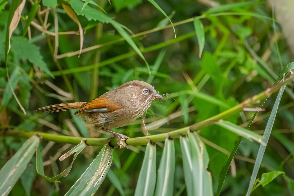 Taiwan Fulvetta - ML646902615