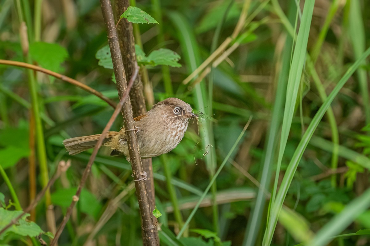Taiwan Fulvetta - ML646902616