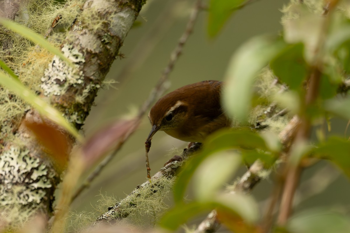 Волоочко гірське - ML646902619