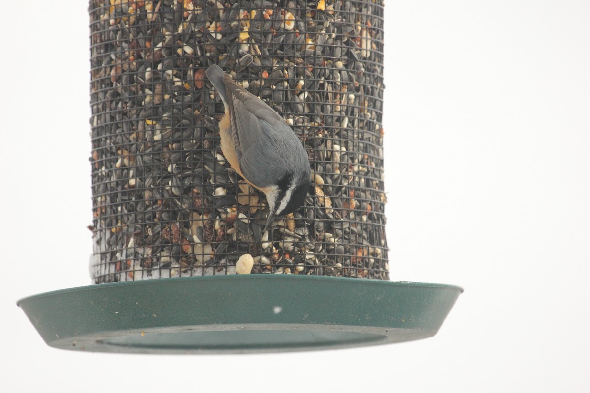 סיטה קנדית - ML646902625