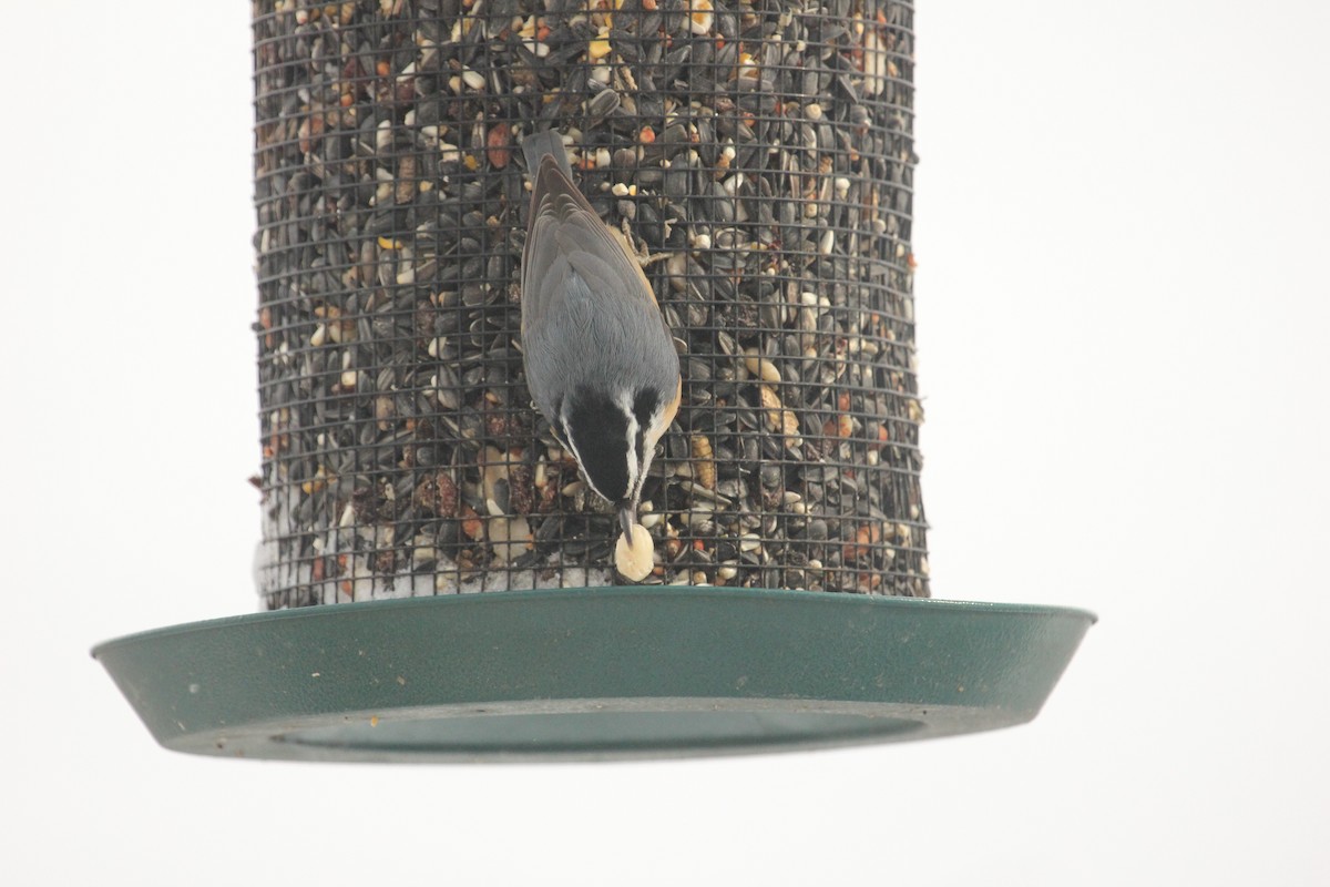 סיטה קנדית - ML646902627