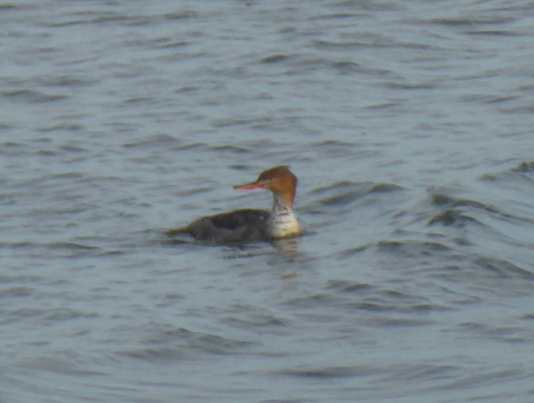Red-breasted Merganser - ML646902636