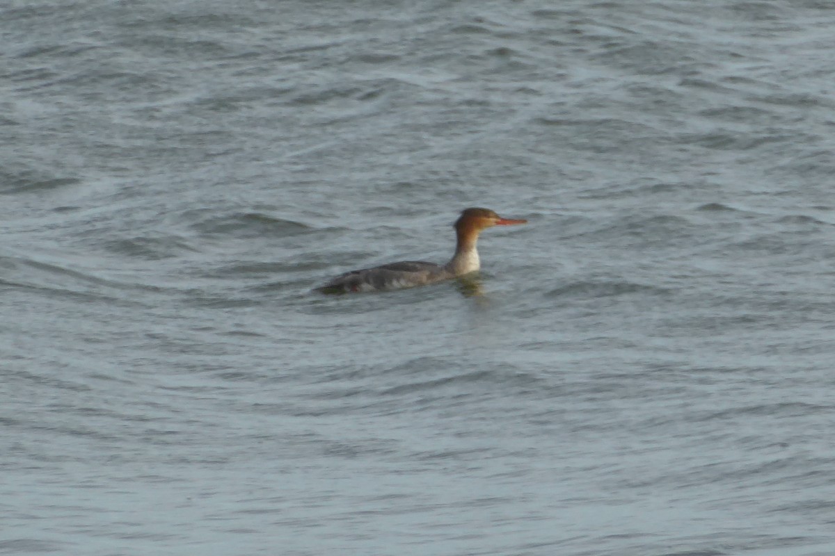 Red-breasted Merganser - ML646902637