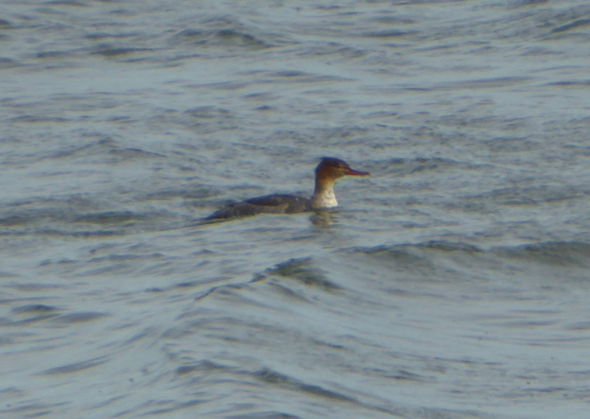 Red-breasted Merganser - ML646902638
