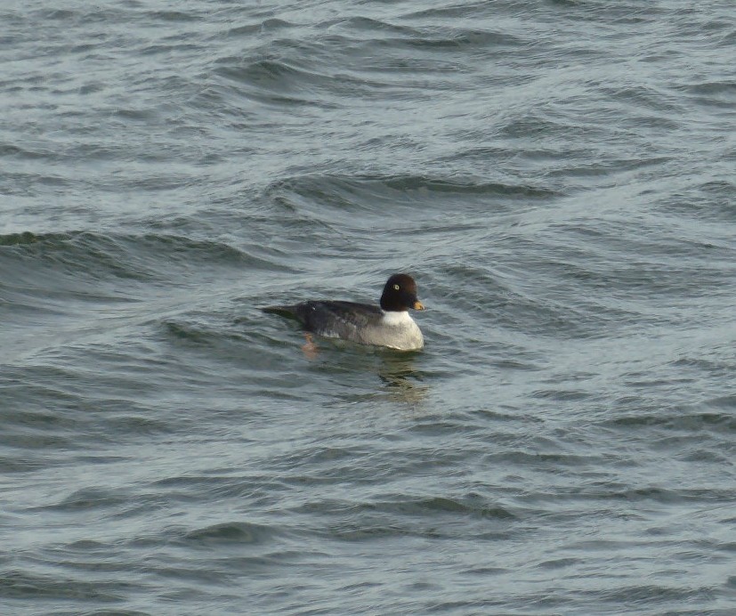 hohol severní - ML646902639