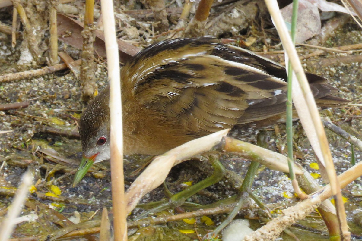 Little Crake - ML646902643