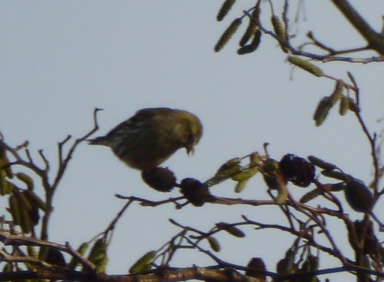 Eurasian Siskin - ML646902645