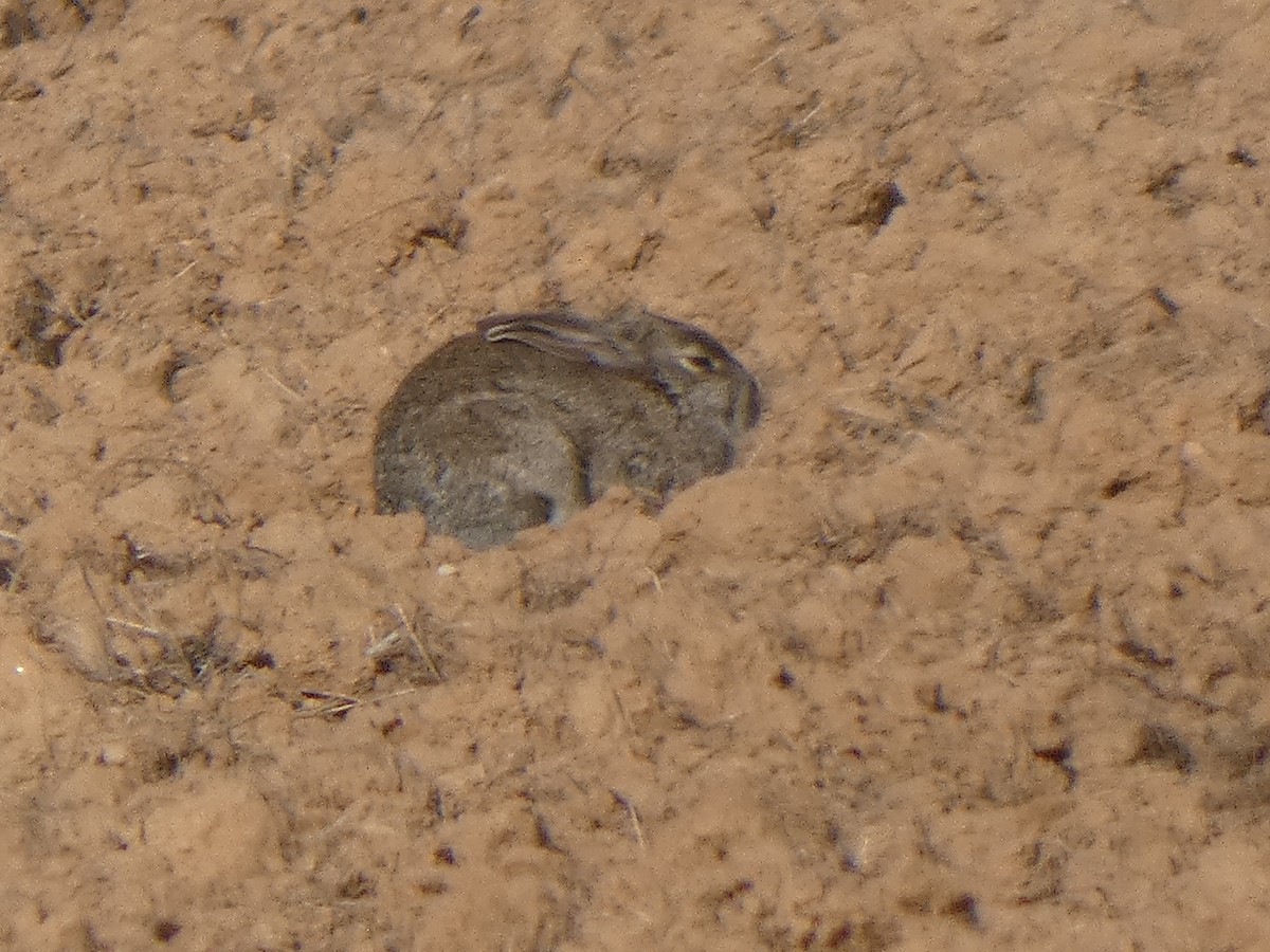 Granada Hare - ML646902649