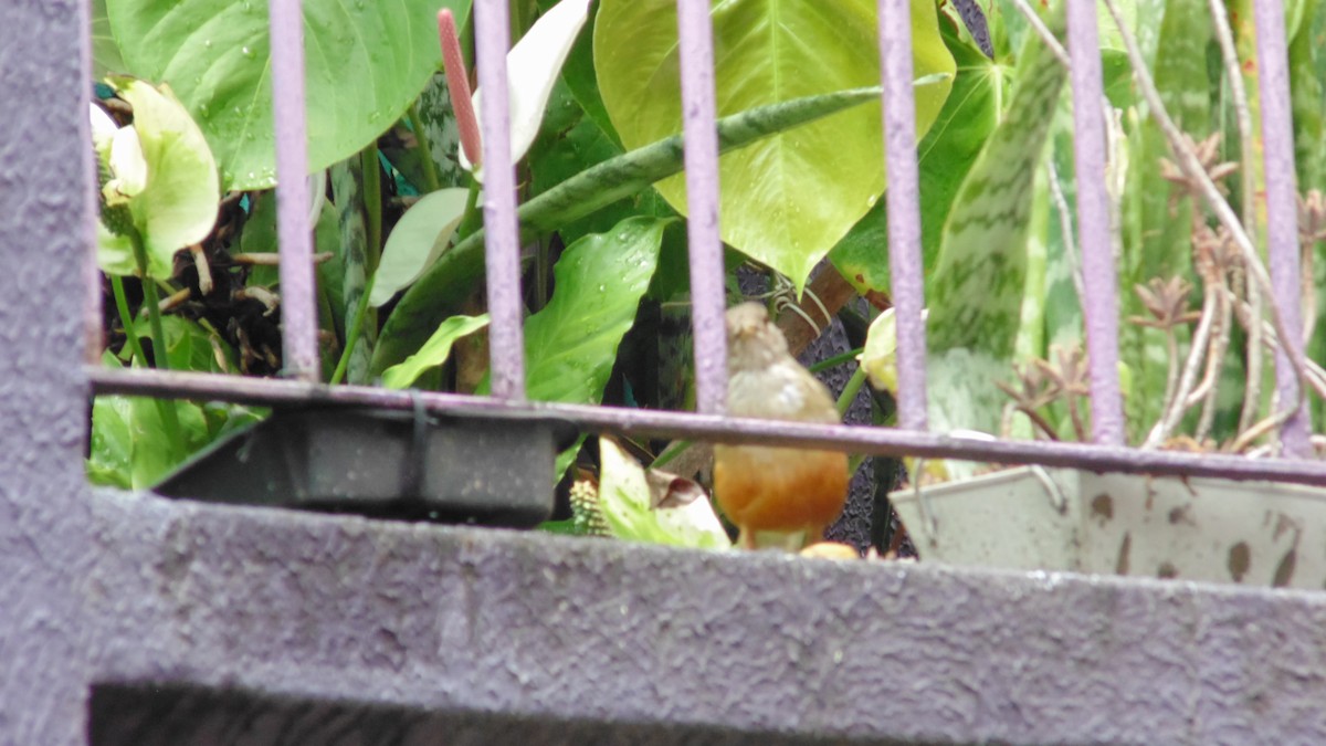 drozd rezavobřichý - ML646902652