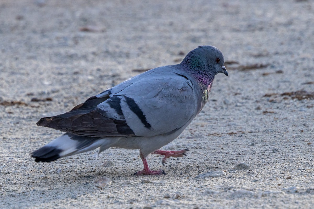 Хадны тагтаа - ML646902655