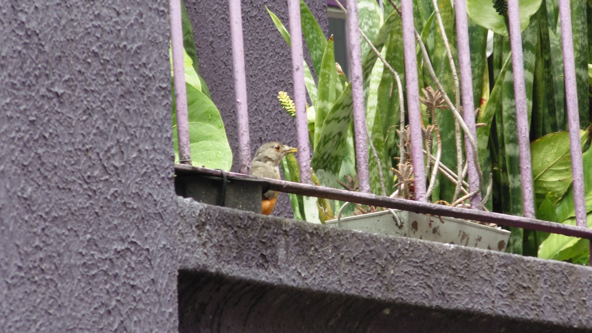 drozd rezavobřichý - ML646902656