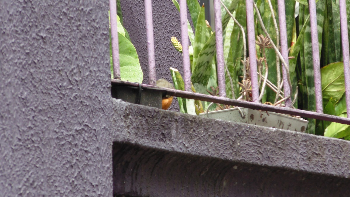 drozd rezavobřichý - ML646902657