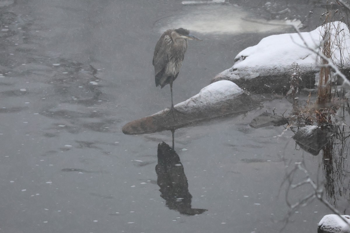 Great Blue Heron - ML646902659